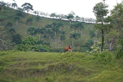 Two Horses on a Grassy Hill in the Dominican Republic – Free Stock Photo, Download for Free