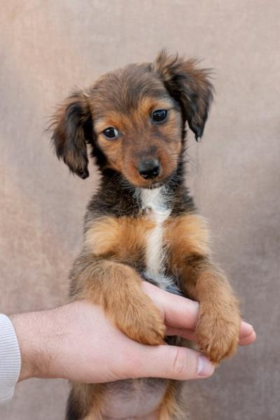 High Angle Little Dog on Owner’s Hand – Free Stock Photo, Download for Free