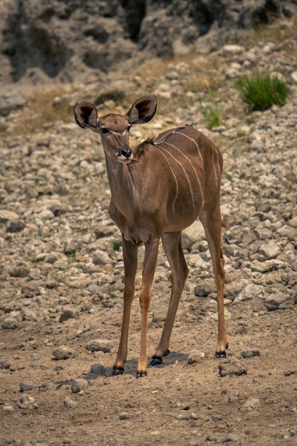 Deer Standing on Field – Free Stock Photo for Download