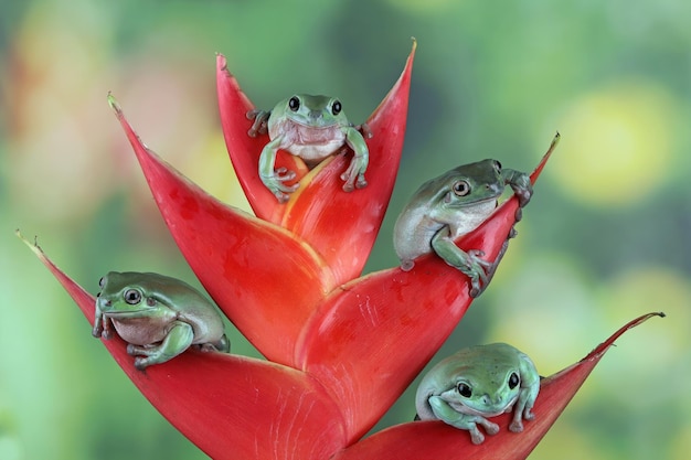 Litoria Caerulea Tree Frog on Red Bud – Close-up of the Amphibian | Free Download