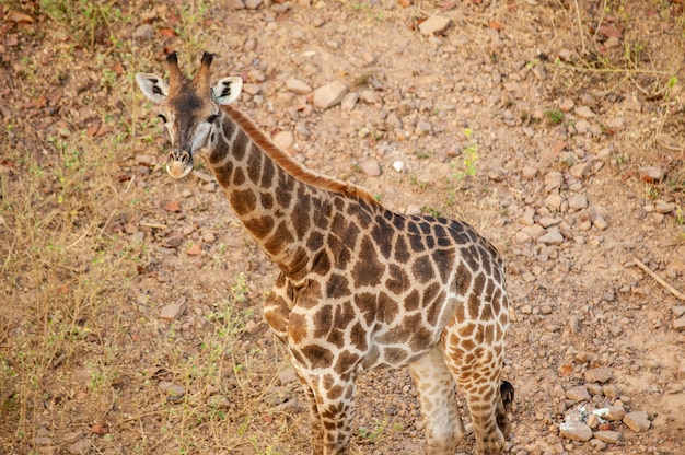 Adorable Baby Giraffe Against a Dry Grass Background – Free Download