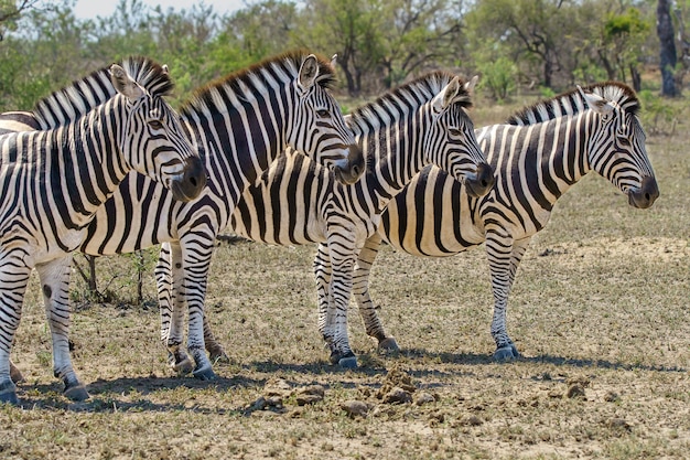 Closeup shot of four adult zebras standing together in the safari – free download