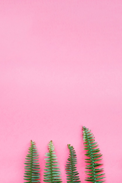 Green Branches on Pink Background – Free Stock Photo for Download