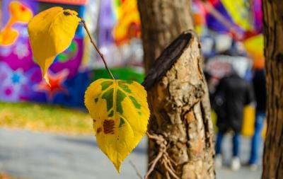 A Yellow Autumn Leaf on a Tree Branch – Free Stock Photo, Download Free Stock Photo