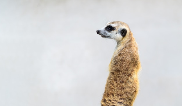 Meerkat Suricata Suricatta – Stunning Free Stock Photos for Download