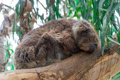 Australian Koala Sleeping in Tree: Close-Up High Angle View, Free Download