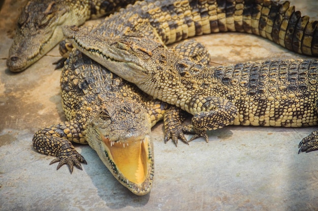 High Angle View of Crocodile in Zoo – Free Stock Photo, Download for Free