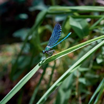 Blue Damselfly Resting on a Plant – Free Stock Photo for Download