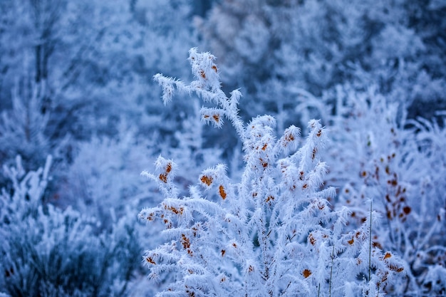 Closeup Shot of Frost-Covered Rosehip Branches – Free Download