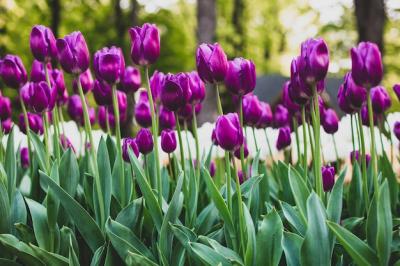 Purple Tulips Blooming in a Field – Free Download