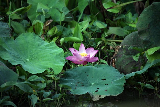 Stunning Lotus Flower – Free Download, Download for Free, Free Stock Photo