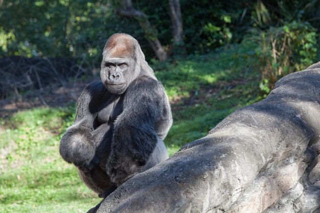 Gorilla Portrait in the Forest – Free to Download