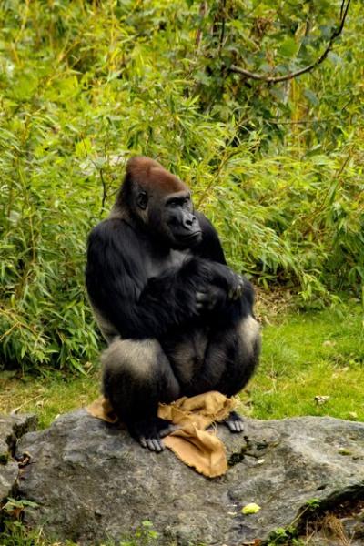 Monkey Sitting on Rock – Free Stock Photo for Download