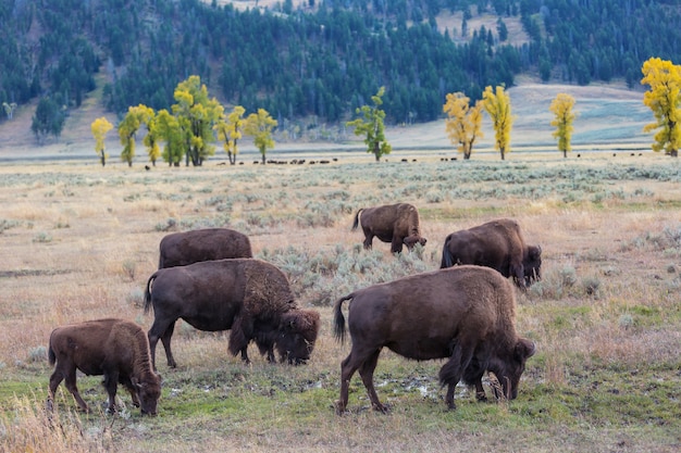 Wild Buffalo in Yellowstone National Park, USA – Free Stock Photo for Download