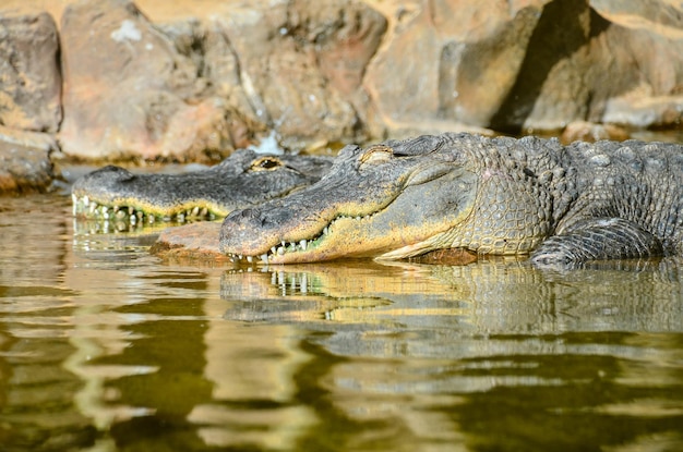 Prehistoric Crocodile – Free Stock Photo for Download