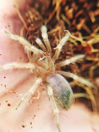 Close-up of Spider – Free Stock Photo Download