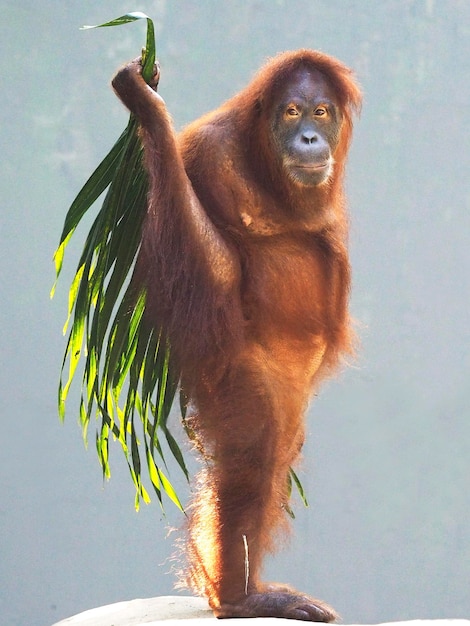 Orangutan Holding Palm Leaf – Free Stock Photo for Download