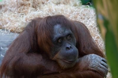 Orangutan at the Zoo: Free Stock Photo for Download