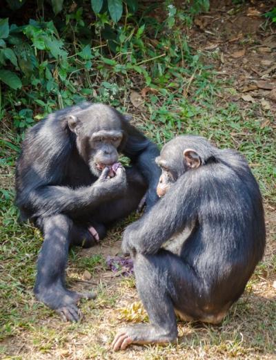 Two Chimpanzees Enjoying Their Meal – Free Download