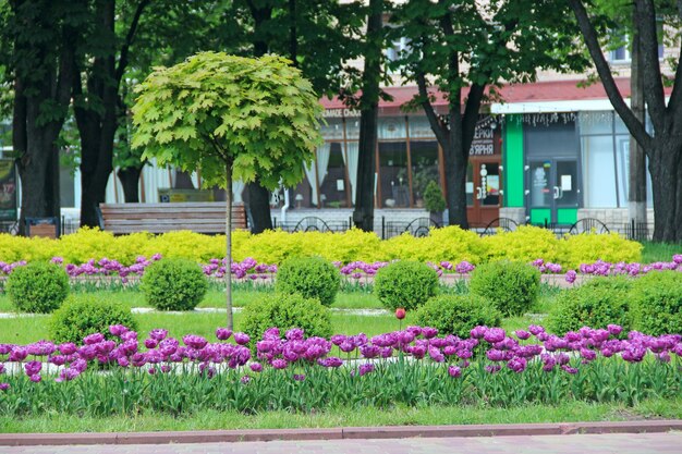 Lilac Tulips in Springtime City Park Garden – Free Download