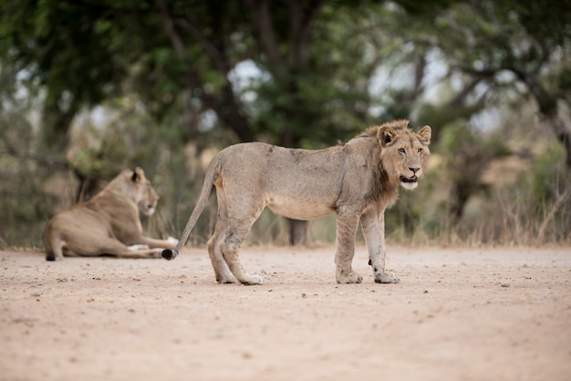 Young Male Lion Standing on the Ground – Free Download