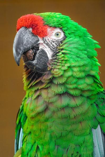 Mexican Military Macaw – Free Stock Photo for Download