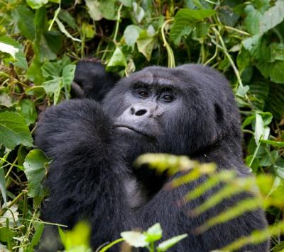 Discover the Majestic Mountain Gorilla in Bwindi Impenetrable Forest National Park – Free Download