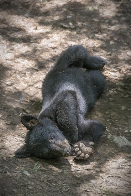 Cute Small Black Bear Laying on the Ground – Free Stock Photo, Download Free Stock Photo