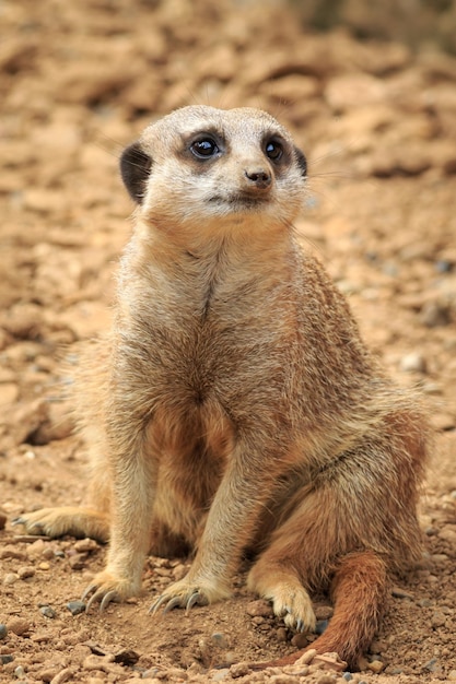 Meerkat Surikate on the Lookout | Free Stock Photo – Download for Free