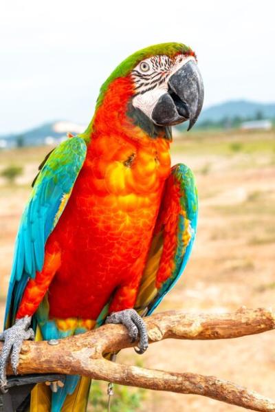 Close-up of Parrot Perching on Branch – Free Download