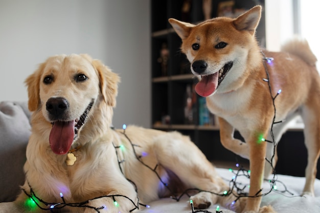 Cute Dogs with Lights on Couch Side View – Free Stock Photo for Download