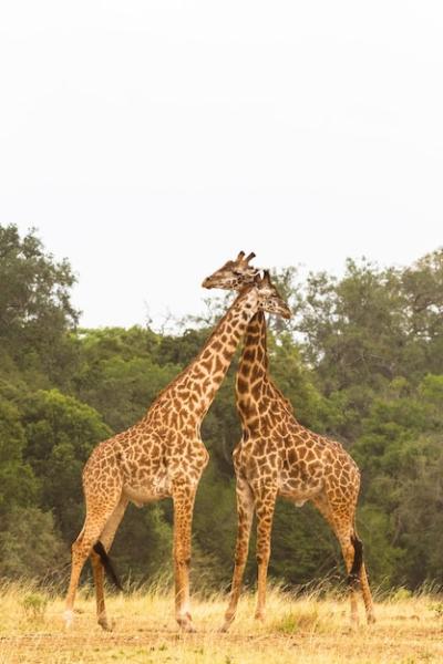 The Battle of Giraffes in the Savannah – Free Stock Photo Download