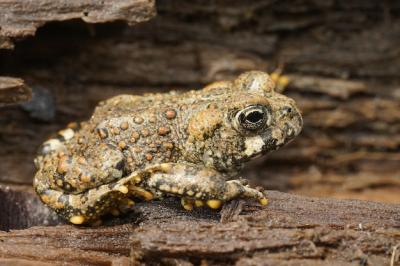 Brassy Colored Juvenile Western Toad, Anaxyrus Boreas on Wood – Free Stock Photo, Download Free