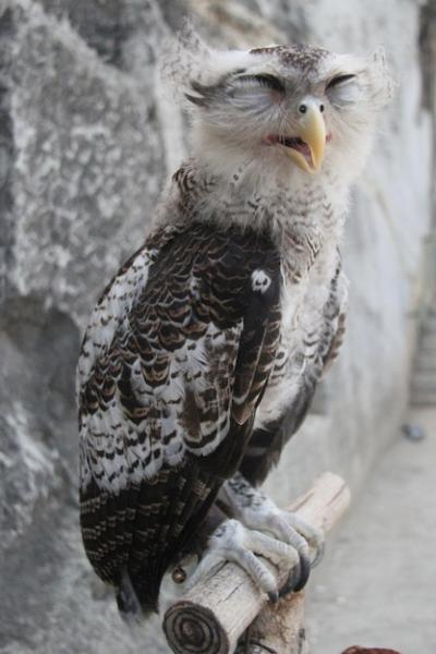 Stunning Close-Up of an Owl in a Zoo – Free Download