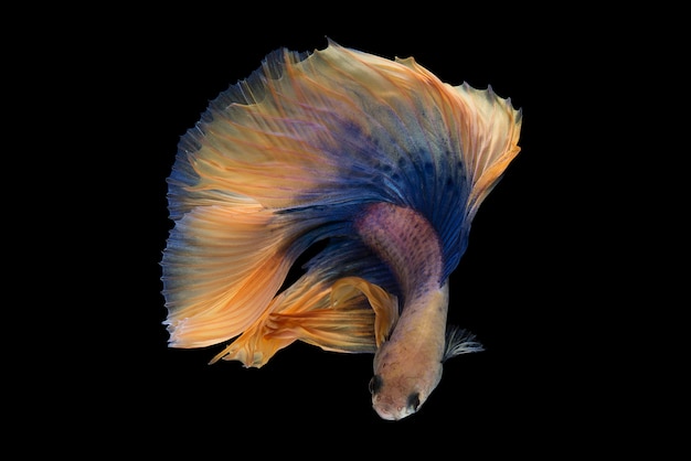 Halfmoon Betta Fish – Free Stock Photo for Download