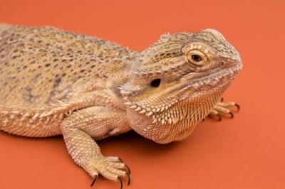 Side View of Iguana Reptile – Free Stock Photo for Download