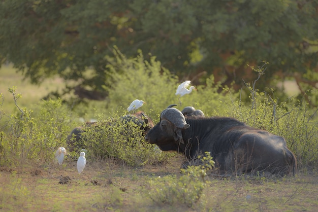 Buffalo Resting on the Ground Among Lush Green Plants – Free Download