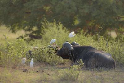 Buffalo Resting on the Ground Among Lush Green Plants – Free Download