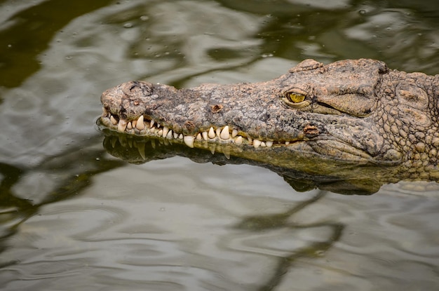 Close-Up of a Crocodile Swimming in a Lake – Free Stock Photo for Download