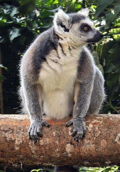 Ring-Tailed Lemur (Lemur catta) – Maky Maki or Hira Tsimanampe Free Stock Photo for Download