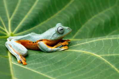 Rhacophorus reinwartii on Green Leaves – Free Download