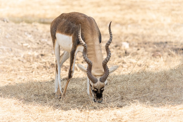 Impala with Long Horns on Dried Ground – Free Stock Photo for Download