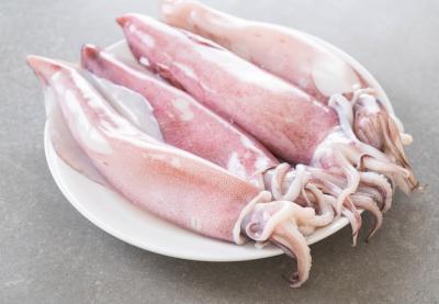 Fresh Squid – Free Stock Photo for Download