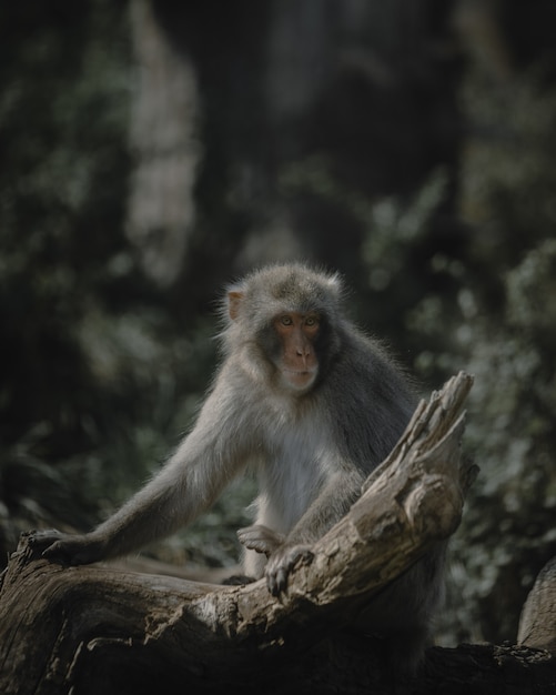 Cute Small Macaque on Tree Branch in Natural Habitat – Free to Download