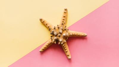 Stunning Summer Background Featuring Starfish – Free Download