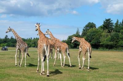 Giraffes at Folly Farm Adventure Park and Zoo in Kilgetty, UK – Free Stock Photo for Download