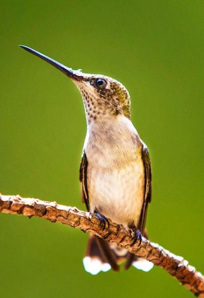 Close-up of Bird Perching on Branch – Free Download