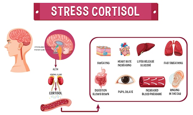 Stress Cortisol System Scheme – Free Stock Photo, Download for Free