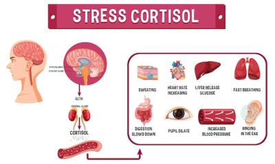 Stress Cortisol System Scheme – Free Stock Photo, Download for Free