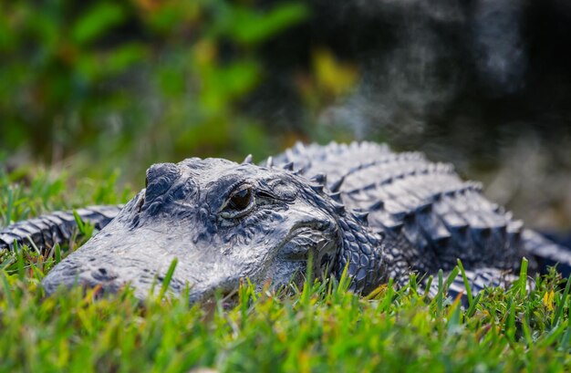 Alligator Free Stock Photo – Download for Free